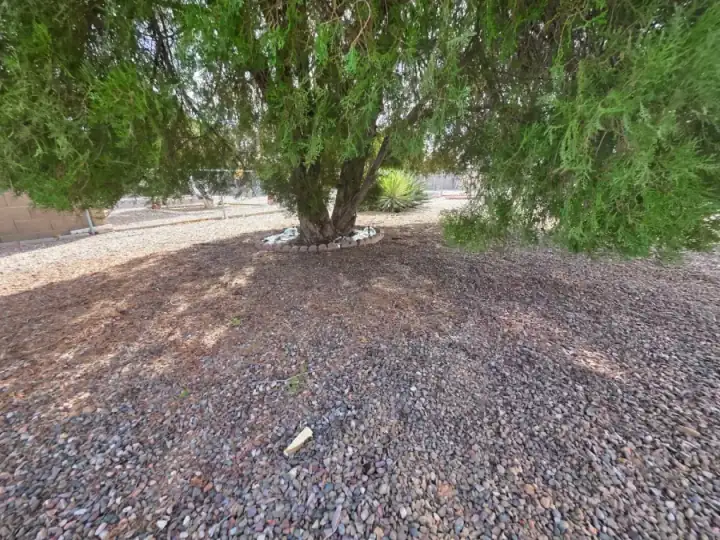 Mature tree in a gravel-covered landscape with a circular stone border and irrigation spray around its base