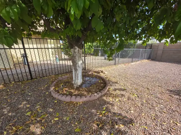 Tree in a circular stone-edged bed with water visible around its base
