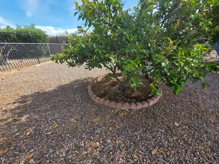 Leafy tree in a circular stone-edged bed surrounded by gravel